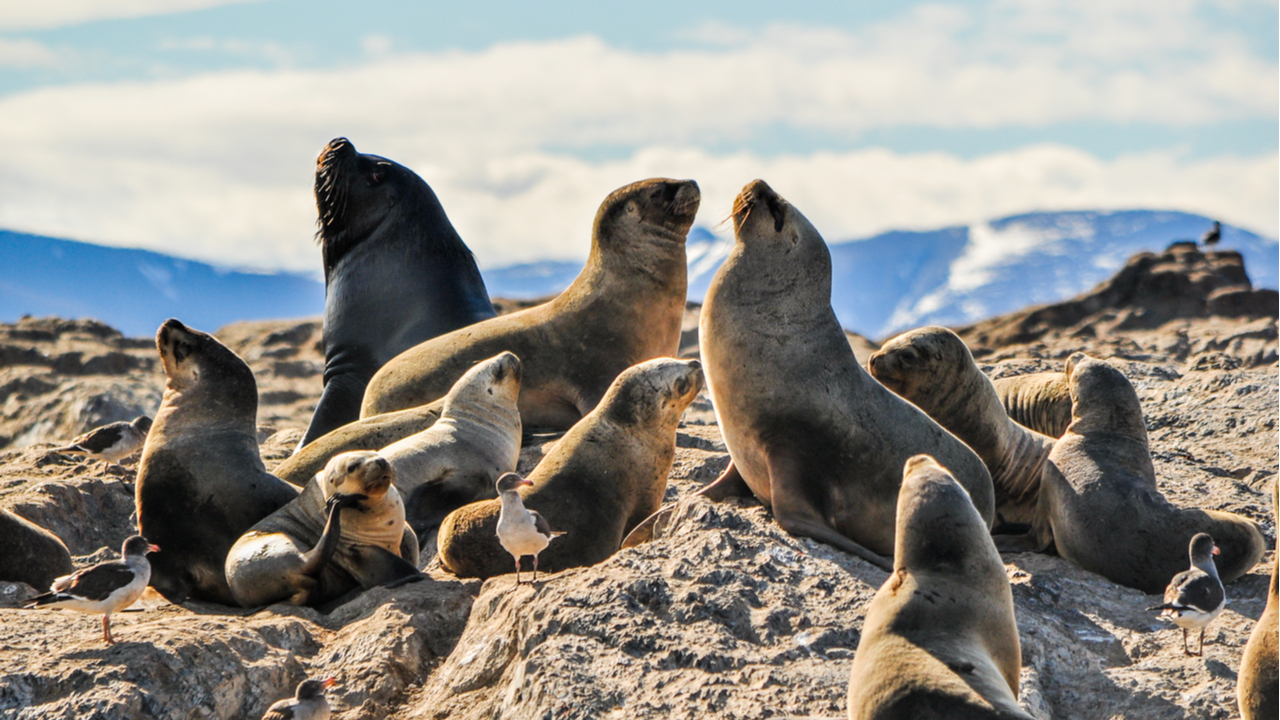 Greenpeace acusa a empresa noruega de masiva matanza de lobos marinos –  Diario El Ágora